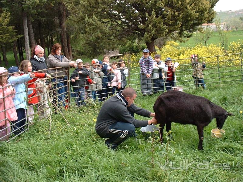 En el taller de ganadería