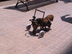 Carro para perros paraplejicos con ligera mobilidad de patas