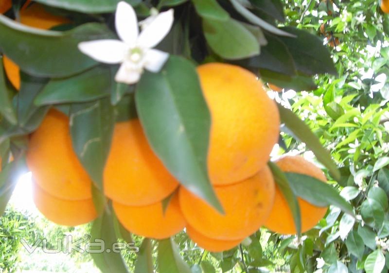 Naranjas de 