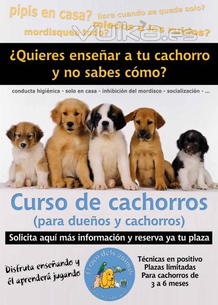 Curso de cachorro en grupo en barcelona, con la participación en todo momento del propietario. 