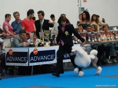 Exposicion canina  internacional celebrada en la poblacion de valls 2010  finales