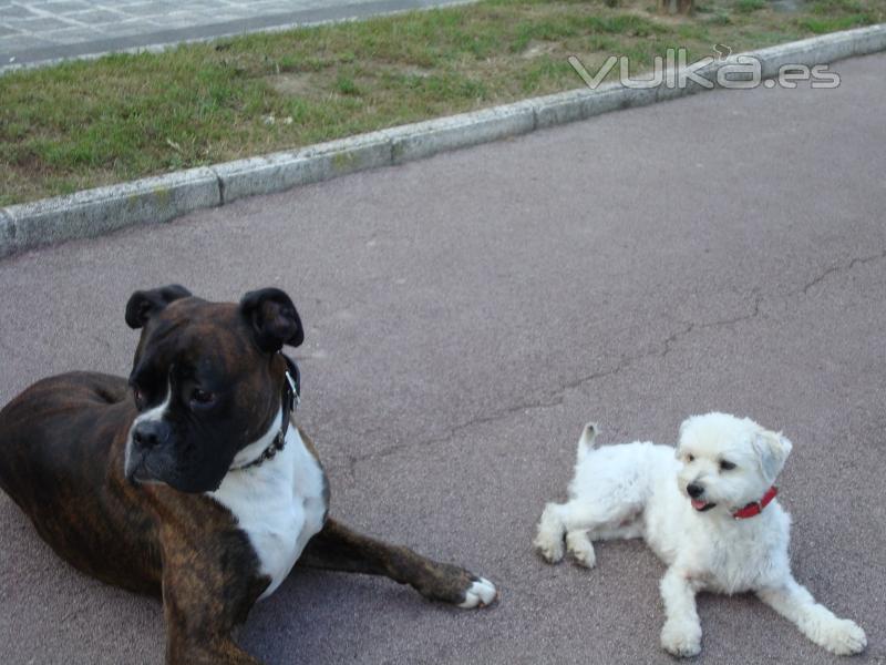 Baldo y Totó, 2 majos perros que reciben el servicio de Paseos