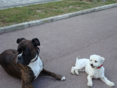 Baldo y toto, 2 majos perros que reciben el servicio de paseos