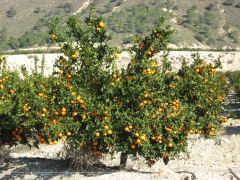 Naranjas mandarinas