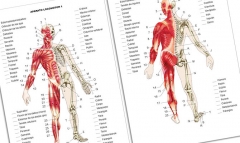Atlas de ejercicios practicos de anatomia humana nivel 1º eso