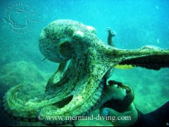 Foto 41 organización de viajes en Alicante - Mermaid Diving Moraira - Centro de Buceo