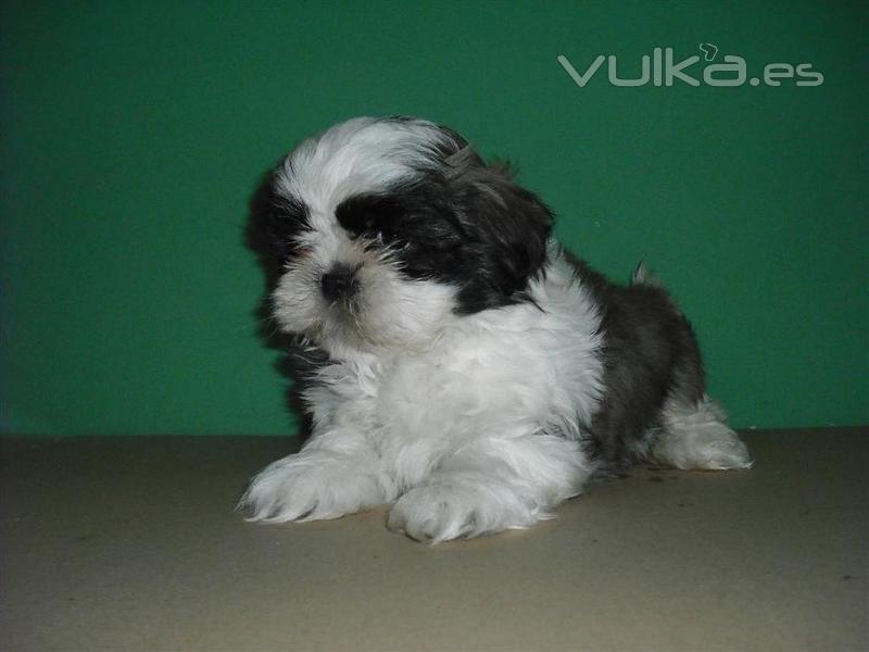 Shih Tzu de Zococan