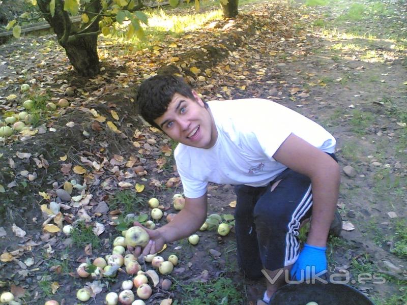 Dani recolectando manzana para Sidra