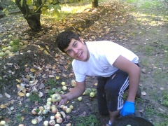 Dani recolectando manzana para sidra