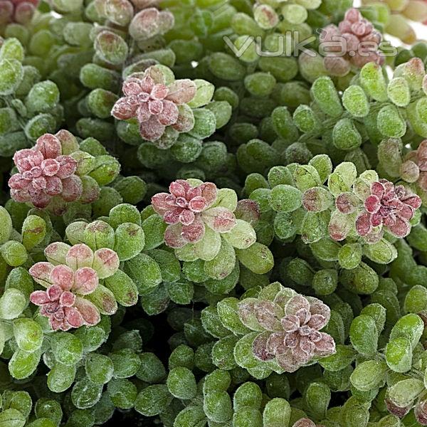 Planta artificial semillero sedum en lallimona.com detalle1