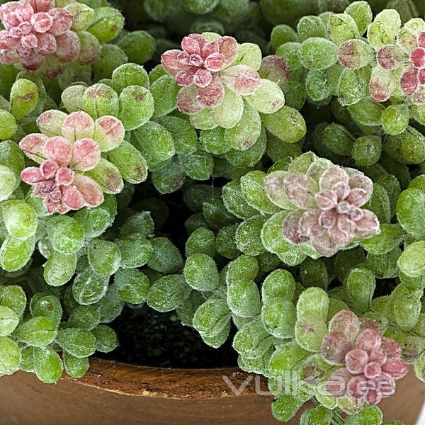 Planta artificial semillero sedum en lallimona.com detalle2