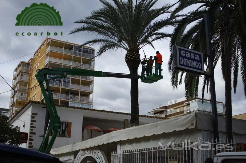 ecoarbol arboricultura y poda