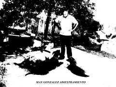 Foto 748 adiestramiento de animales - Max Gonzalez Adiestramiento Canino