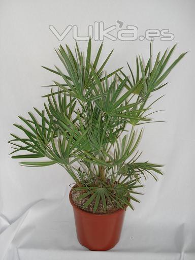 SERENOA REPENS