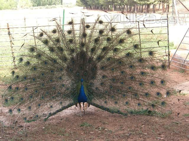 Uno de pavos reales haciendo la rueda en el gallinero