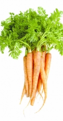 Zanahoria: pure, concentrado, iqf