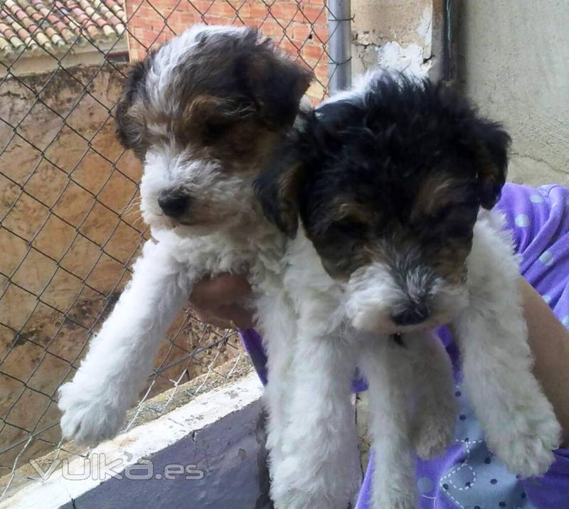 Venta, Fox Terrier pelo duro en Murcia.Ronda Sur