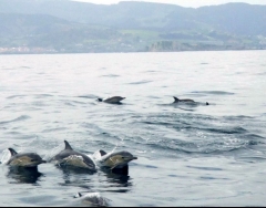 Avistamiento de cetaceos junto a izaro