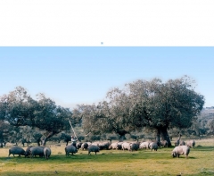 Foto 412 agricultura y ganadería en Barcelona - Dehesa las Cumbres