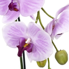 Planta artificial flores orquidea lavanda en lallimonacom (detalle 1)