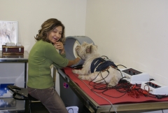 Clinica calzada veterinaria huge en sesion de electroestimulacion