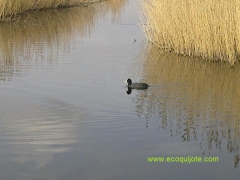 La mancha humeda nos ofrece una amplia variedad de lagunas con diferentes especies de aves