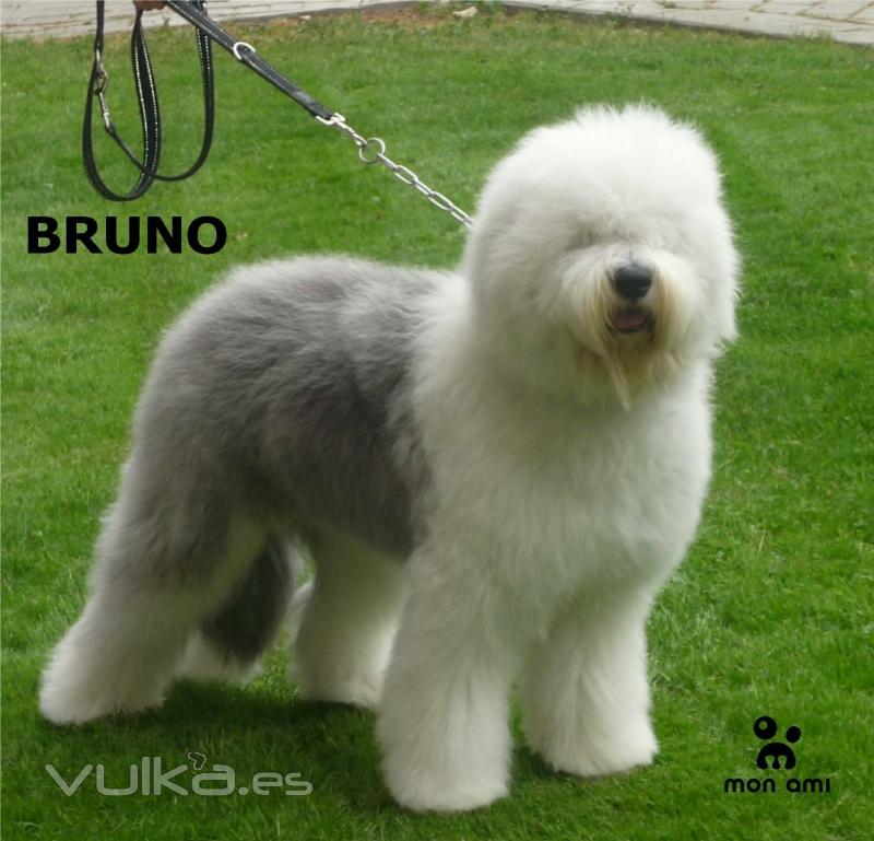 Bruno (Bobtail)