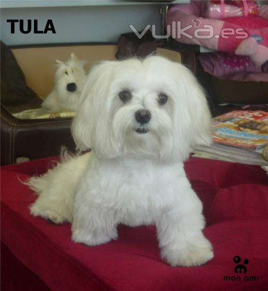 Tula (Bichon)