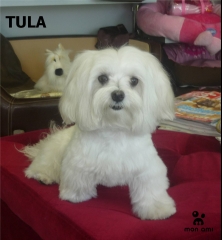 Tula (bichon)