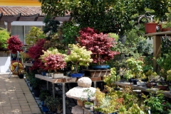 Vistas del jardin-vivero del centro bonsai colmenar