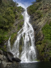 Chorituelo de ovejuela