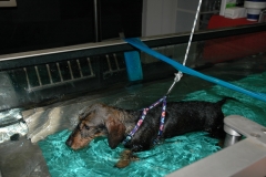 Clinica calzada veterinaria y rehabilitacion hidroterapia teckel operado de hernia discal