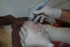 Clinica calzada veterinaria y rehabilitacion ultrasonidos para postquirurgico de displasia de cader