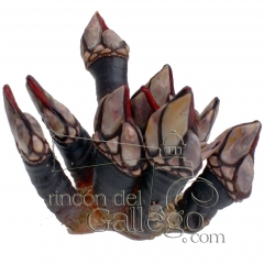 Percebes gallegos en wwwrincondelgallegocom