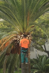 Podador de palmeras