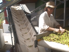 Selecting the olives by hand (seleccion de las aceitunas a mano)