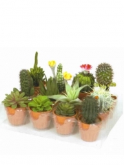 Macetitas cactus artificiales oasisdecorcom cactus decorativos