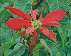 Flor, de pascua oleo sobre lienzo 41x33 cm ano 1995