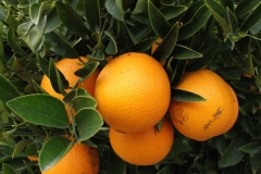 Nuestras naranjas