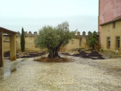 Plantacion de olivo y de cesped en un palacio
