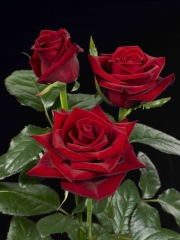 Rosa fridon; la rosa roja por excelencia