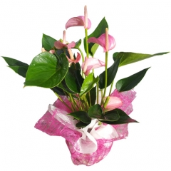 Planta de anthurium rosa para enviar a domicilio envia plantas a domicilio en madrid