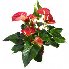 Planta de anthurium rojo para enviar a domicilio regala plantas en madrid