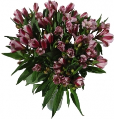 Ramo de alstroemerias enviar y regalar flores a domicilio con la mejor floristeria online