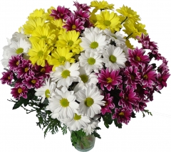 Ramo de margaritas enviar y regalar flores a domicilio con la mejor floristeria online