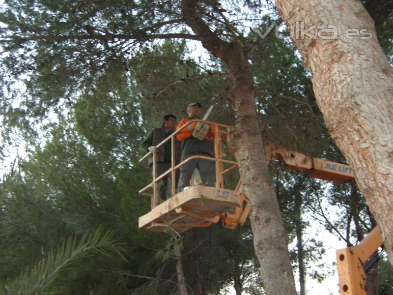 PODA EN ALTURA CON MAQUINARIA