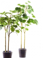 Planta artificial oasisdecorcom plantas artificiales de calidad