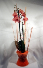 Phalaenopsis de cristal