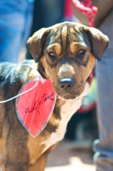 uno de los perros que tenemos en adopción