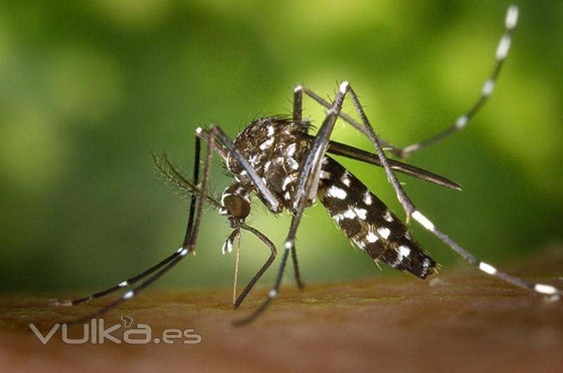 Antimosquitos tigre en Barcelona, Control Mosquito